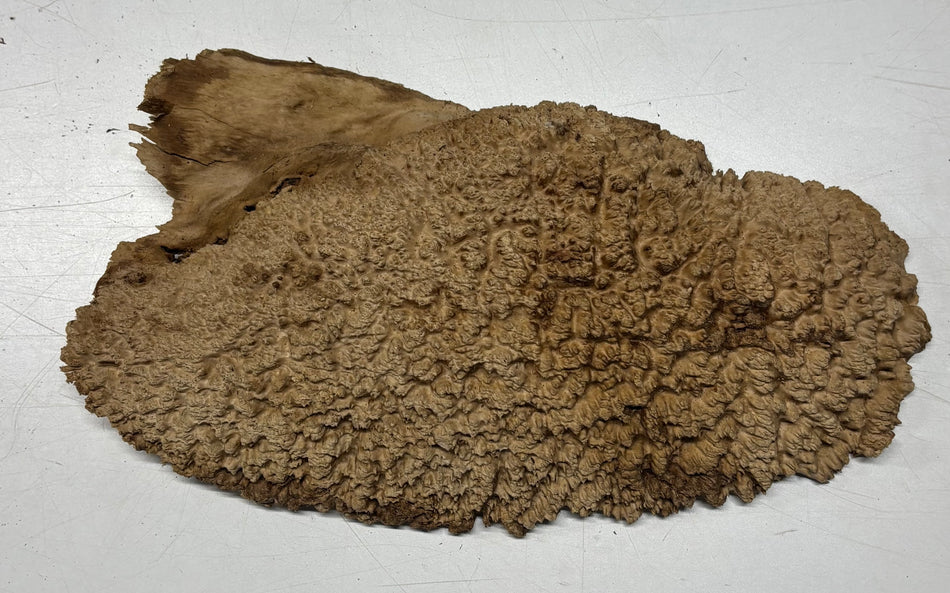 Brown Mallee Burl Blank 14" x 6.5" x 2" 4.7 Lbs #6284