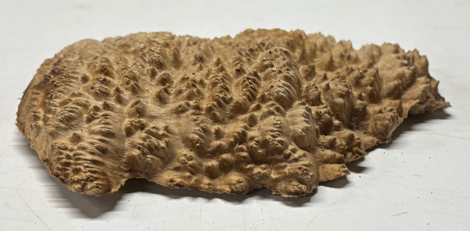 Brown Mallee Burl Blank 10.5" x 6" x 1.5" 2.1 Lbs #6287