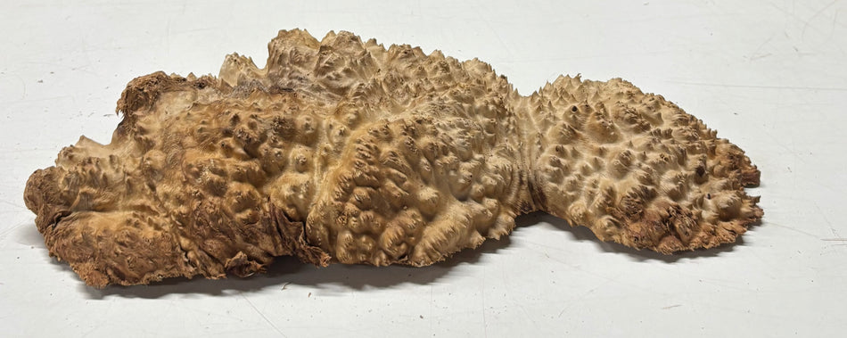 Brown Mallee Burl Blank 14" x 6.5" x 2" 4.9 Lbs #6287