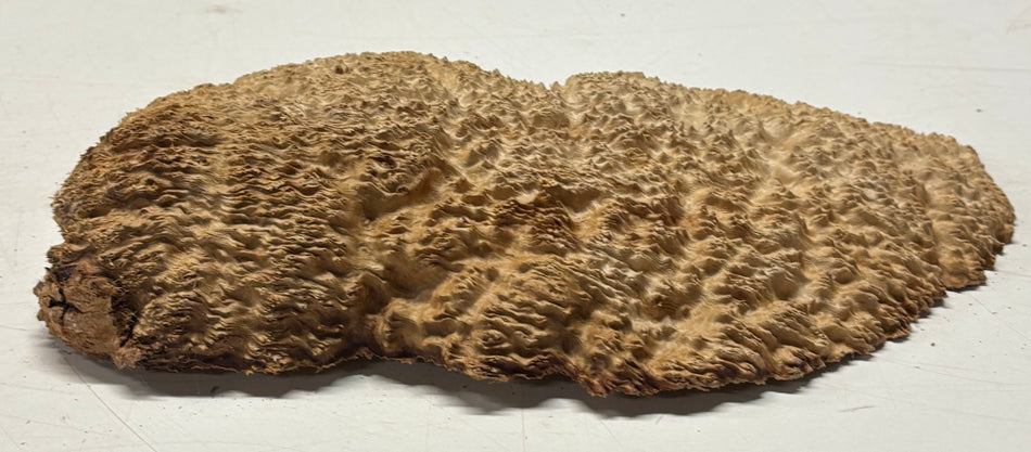 Brown Mallee Burl Blank 11" x 5.5" x 1.5" 2.6 Lbs #6289
