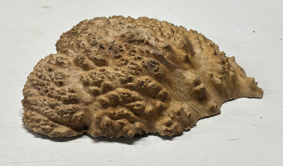 Brown Mallee Burl Blank 8" x 6" x 2" 2 Lbs #6290
