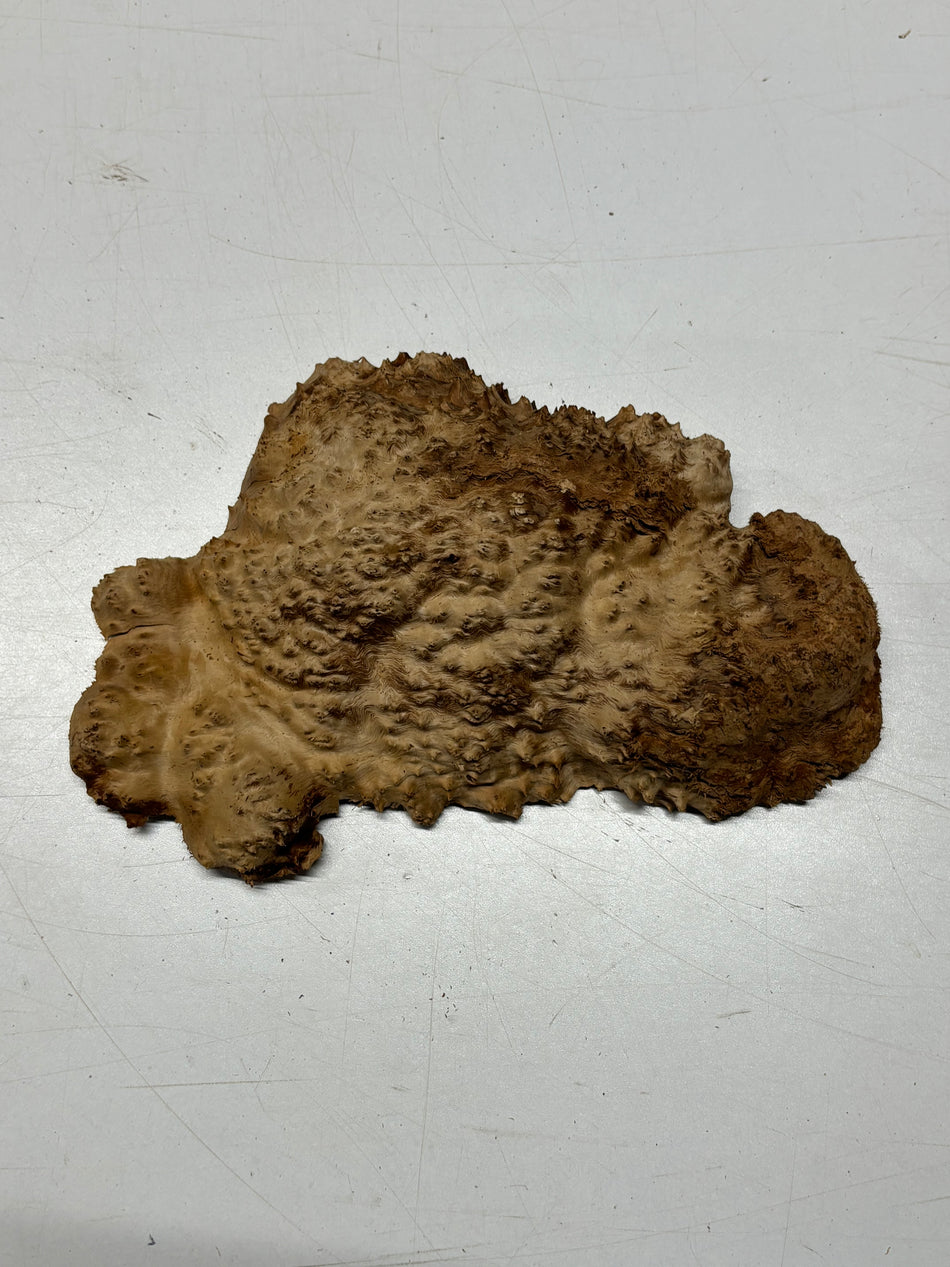 Brown Mallee Burl Blank 8" x 5" x 1" 1.7 Lbs #6291
