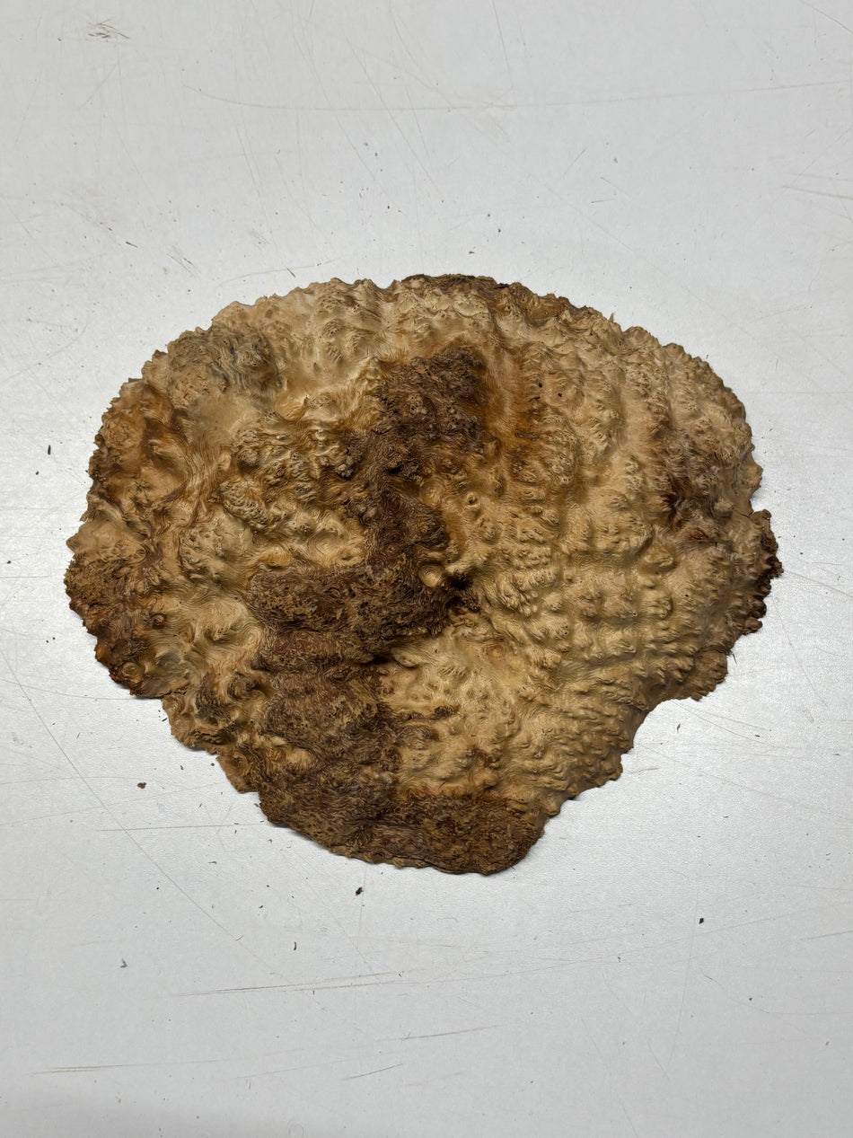 Brown Mallee Burl Blank 9" x 7" x 1.5" 2.5 Lbs #6293