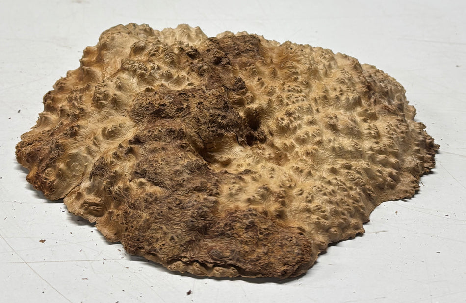 Brown Mallee Burl Blank 9" x 7" x 1.5" 2.5 Lbs #6293