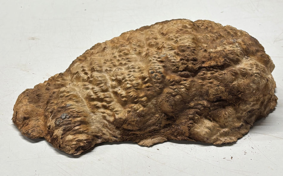 Brown Mallee Burl Blank 10.5" x 6.5" x 2.5" 4.2 Lbs #6294
