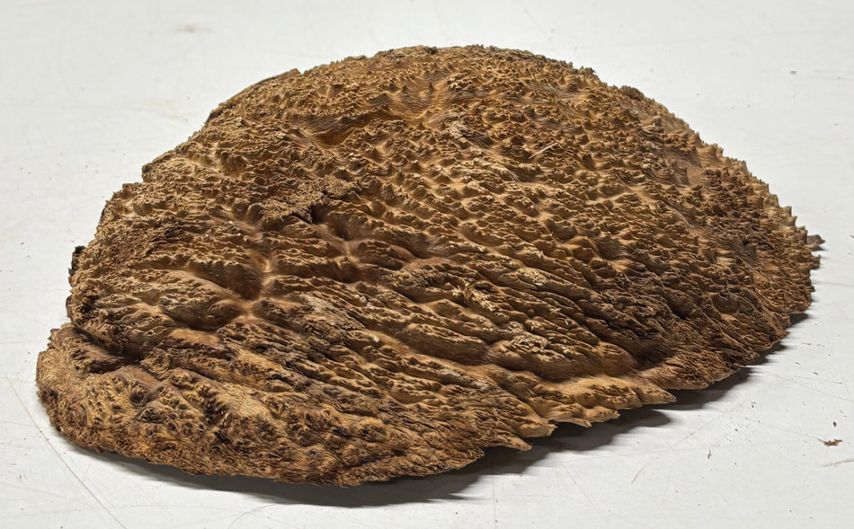 Brown Mallee Burl Blank 8" x 7" x 1.5" 2.8 Lbs #6296