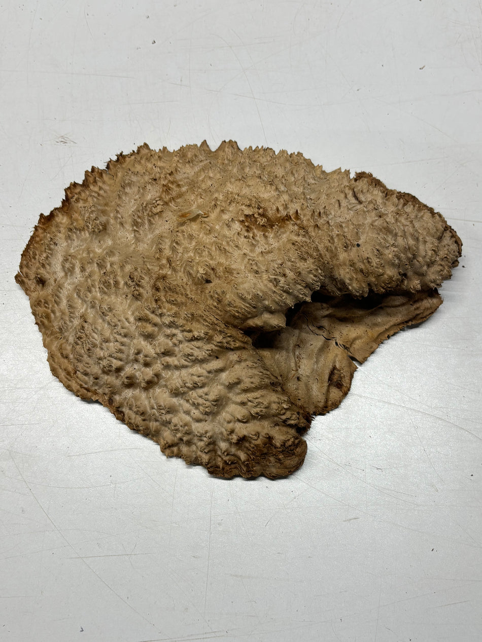 Brown Mallee Burl Blank 10" x 8" x 2" 4 Lbs #6299