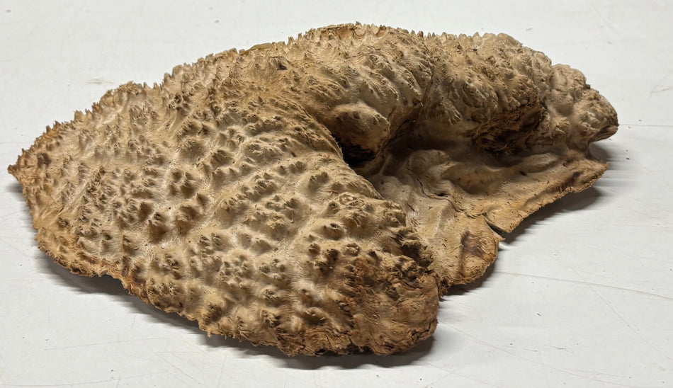 Brown Mallee Burl Blank 10" x 8" x 2" 4 Lbs #6299