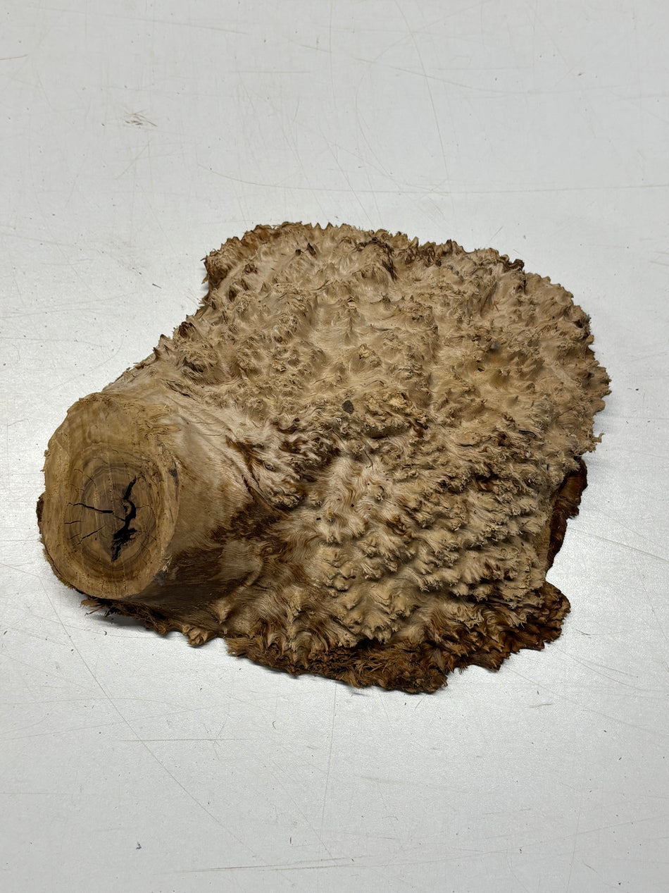 Brown Mallee Burl Blank 8" x 8" x 2" 3.95 Lbs #6301