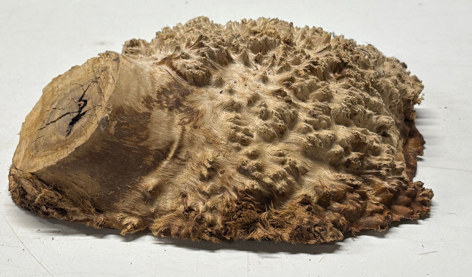 Brown Mallee Burl Blank 8" x 8" x 2" 3.95 Lbs #6301