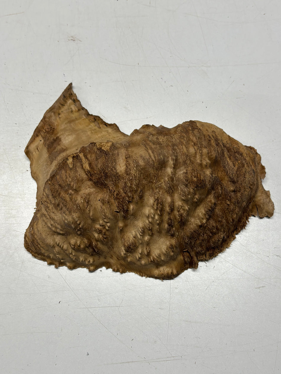 Brown Mallee Burl Blank 9" x 5" x 2.5" 3 Lbs #6302