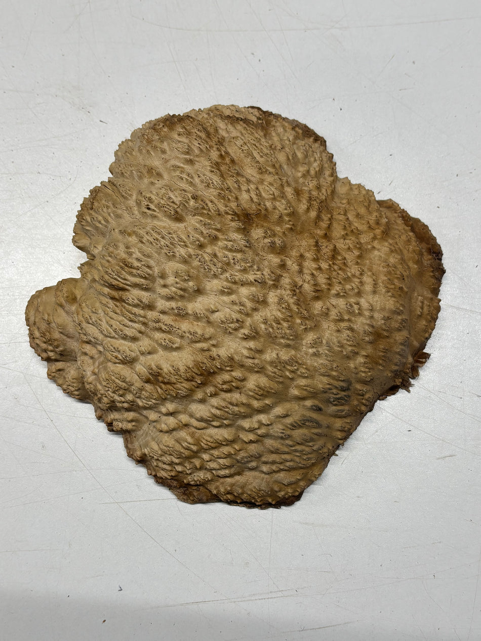 Brown Mallee Burl Blank 8.5" x 7" x 2" 3 Lbs #6303