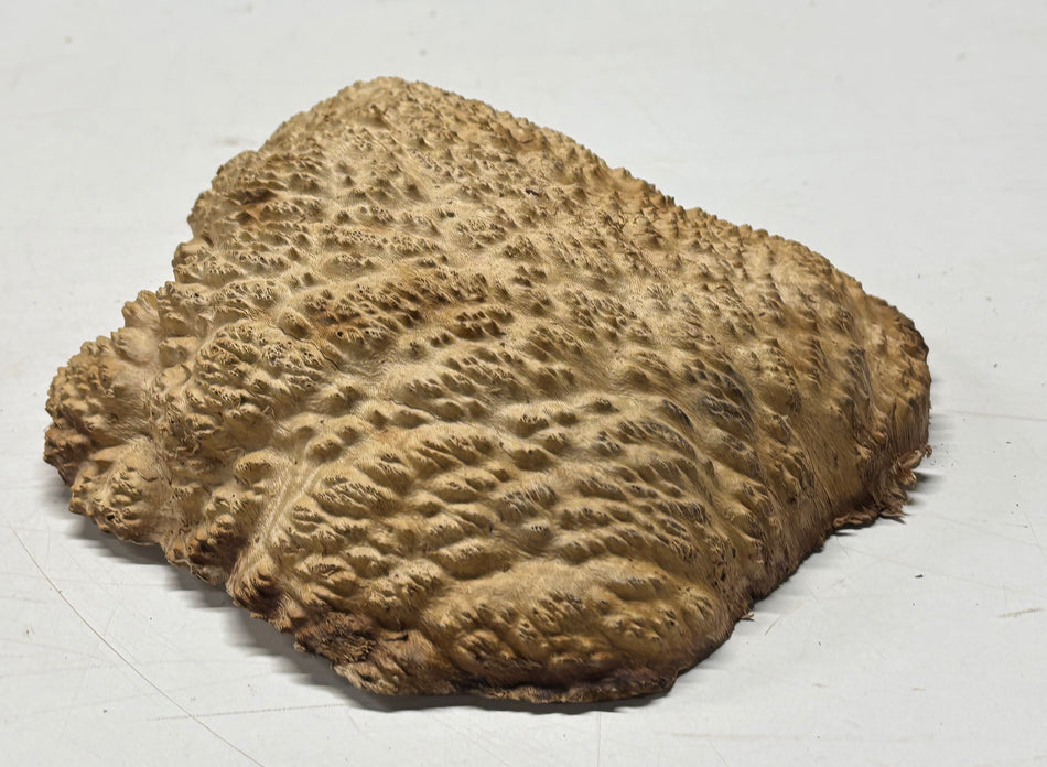 Brown Mallee Burl Blank 8.5" x 7" x 2" 3 Lbs #6303