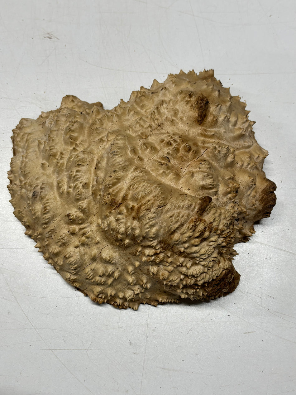 Brown Mallee Burl Blank 9" x 8" x 2" 4.8 Lbs #6304