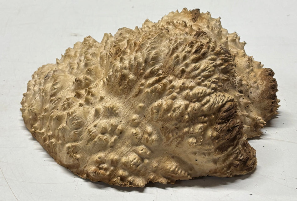Brown Mallee Burl Blank 9" x 8" x 2" 4.8 Lbs #6304