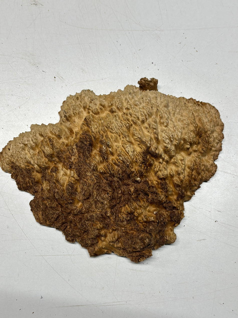 Brown Mallee Burl Blank 11" x 7" x 1" 1.7 Lbs #6305