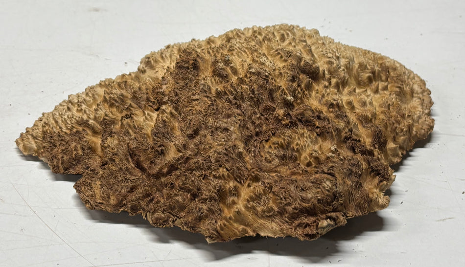 Brown Mallee Burl Blank 11" x 7" x 1" 1.7 Lbs #6305