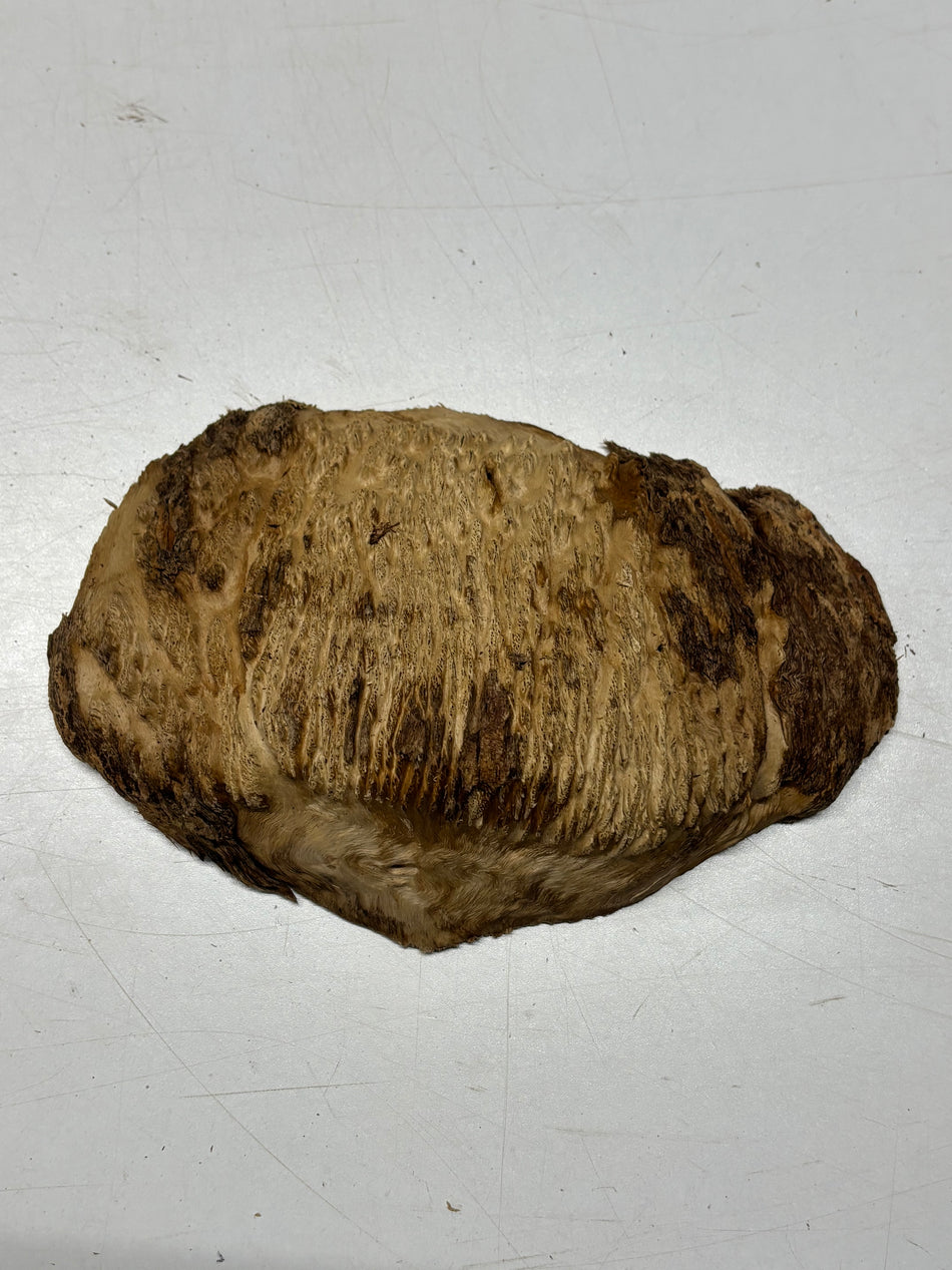 Brown Mallee Burl Blank 9.5" x 6" x 2" 2.1 Lbs #6306