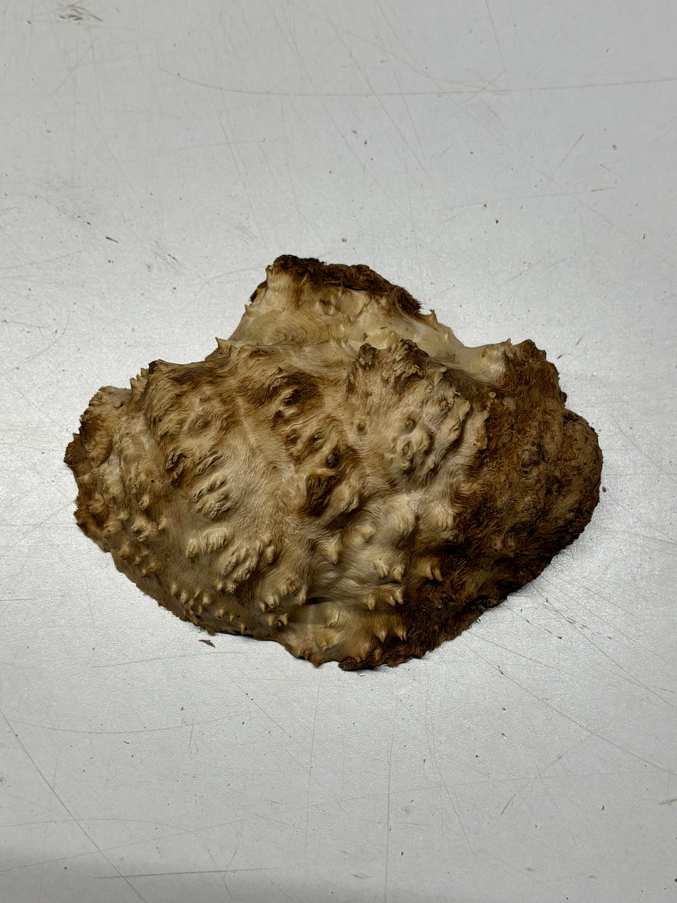 Brown Mallee Burl Blank 7" x 5" x 3" 1.2 Lbs #6307