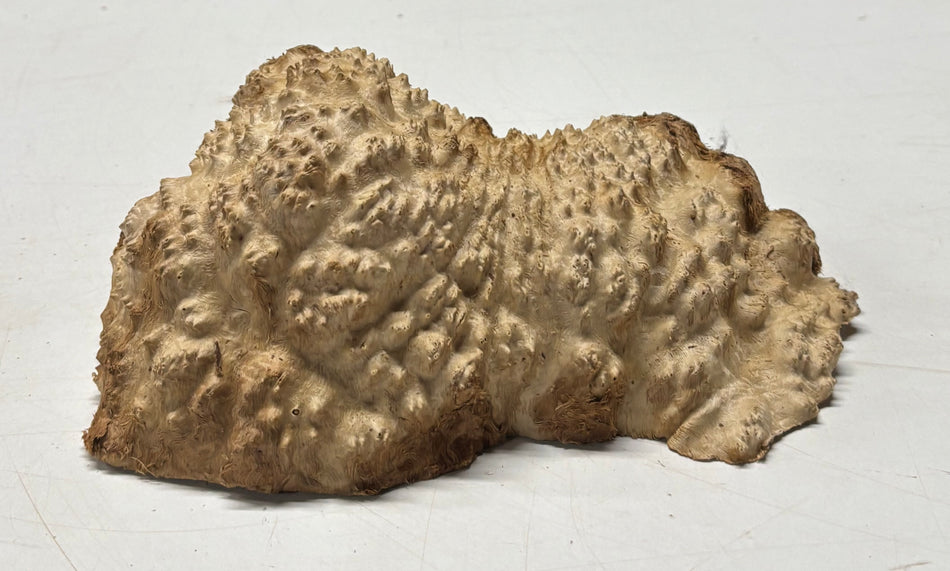 Brown Mallee Burl Blank 9" x 5" x 3" 2.6 Lbs #6309