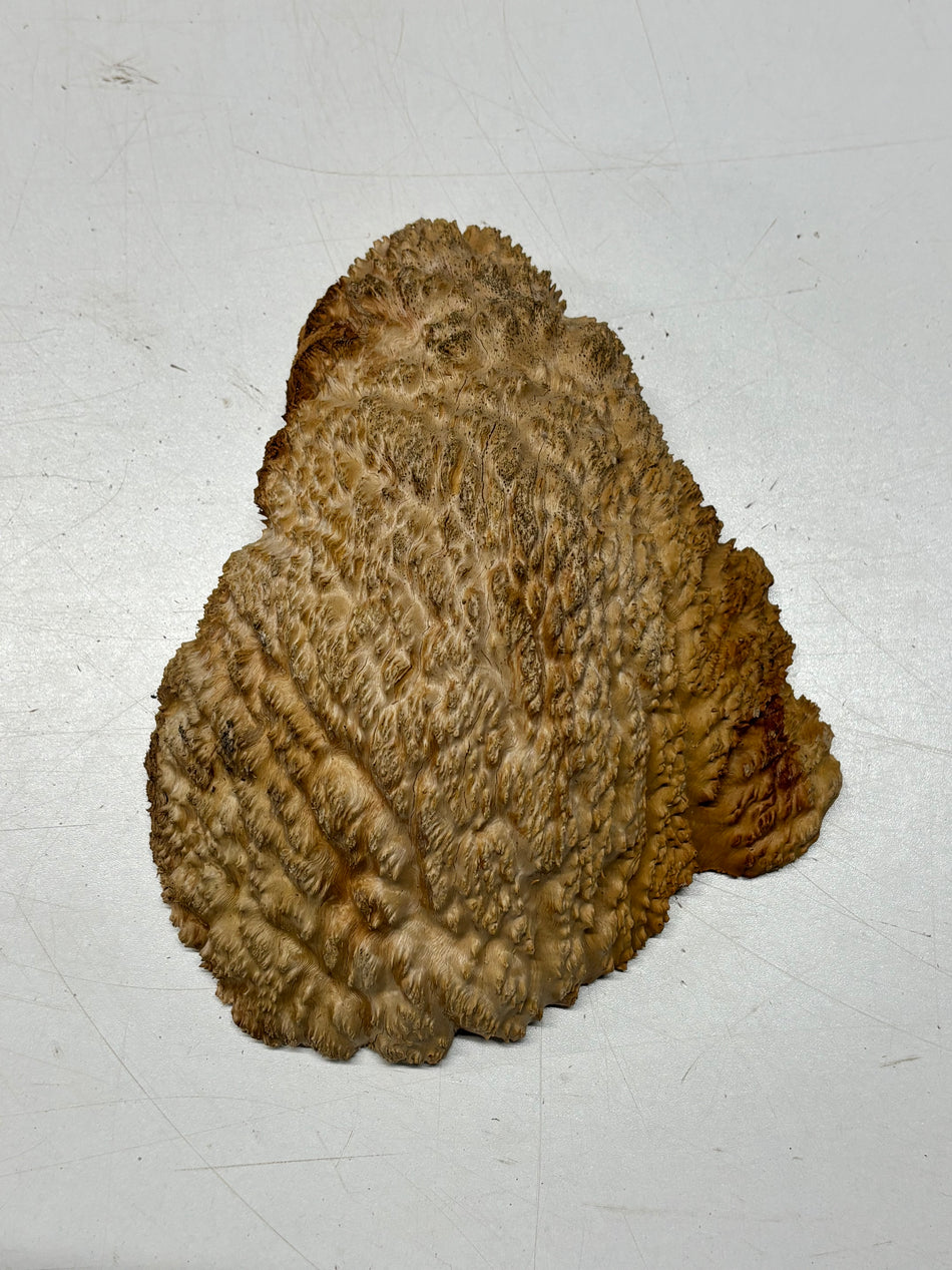 Brown Mallee Burl Blank 8" x 6.5" x 2" 2.4 Lbs #6310