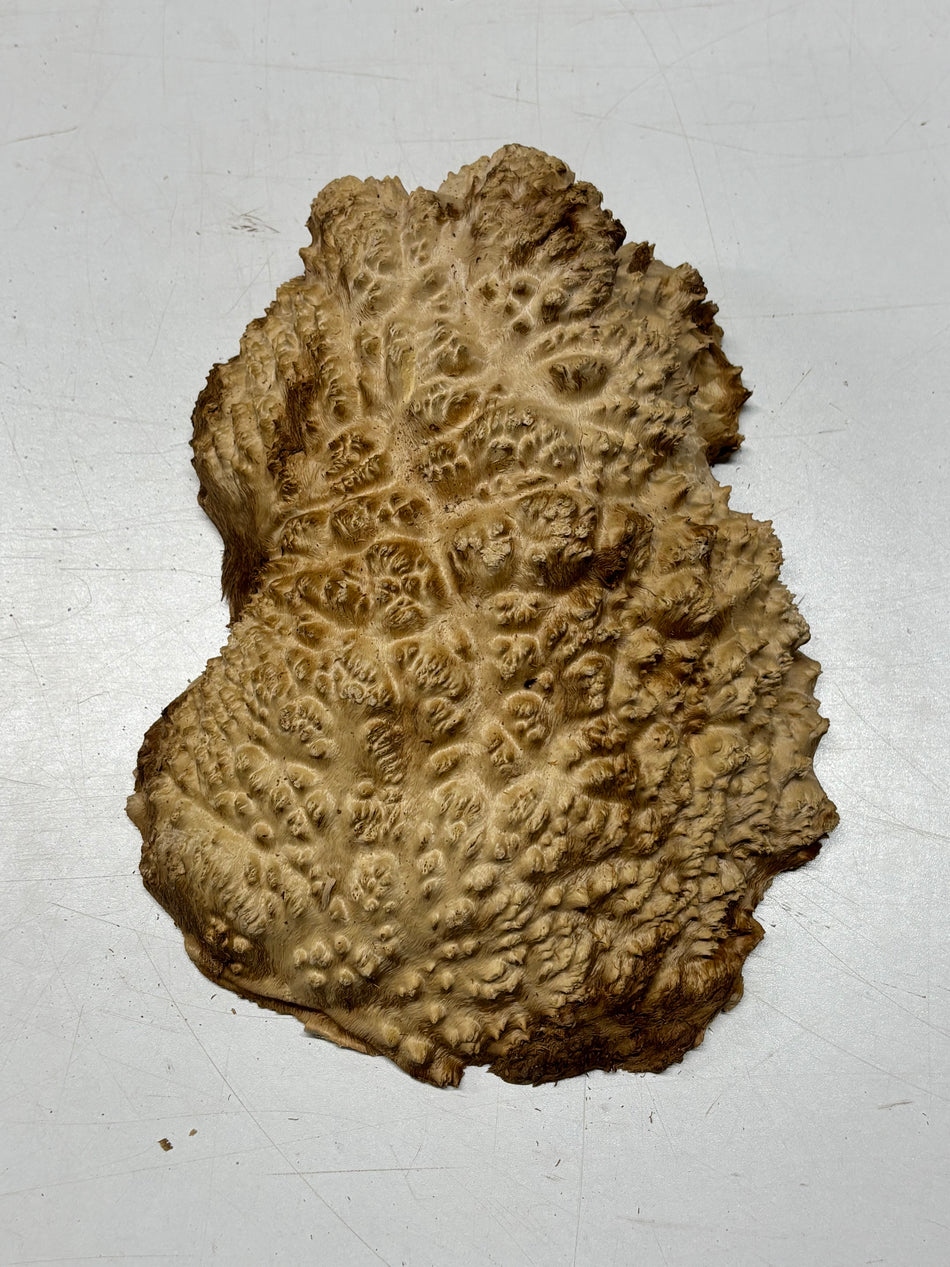 Brown Mallee Burl Blank 10" x 7" x 3" 4.4 Lbs #6311