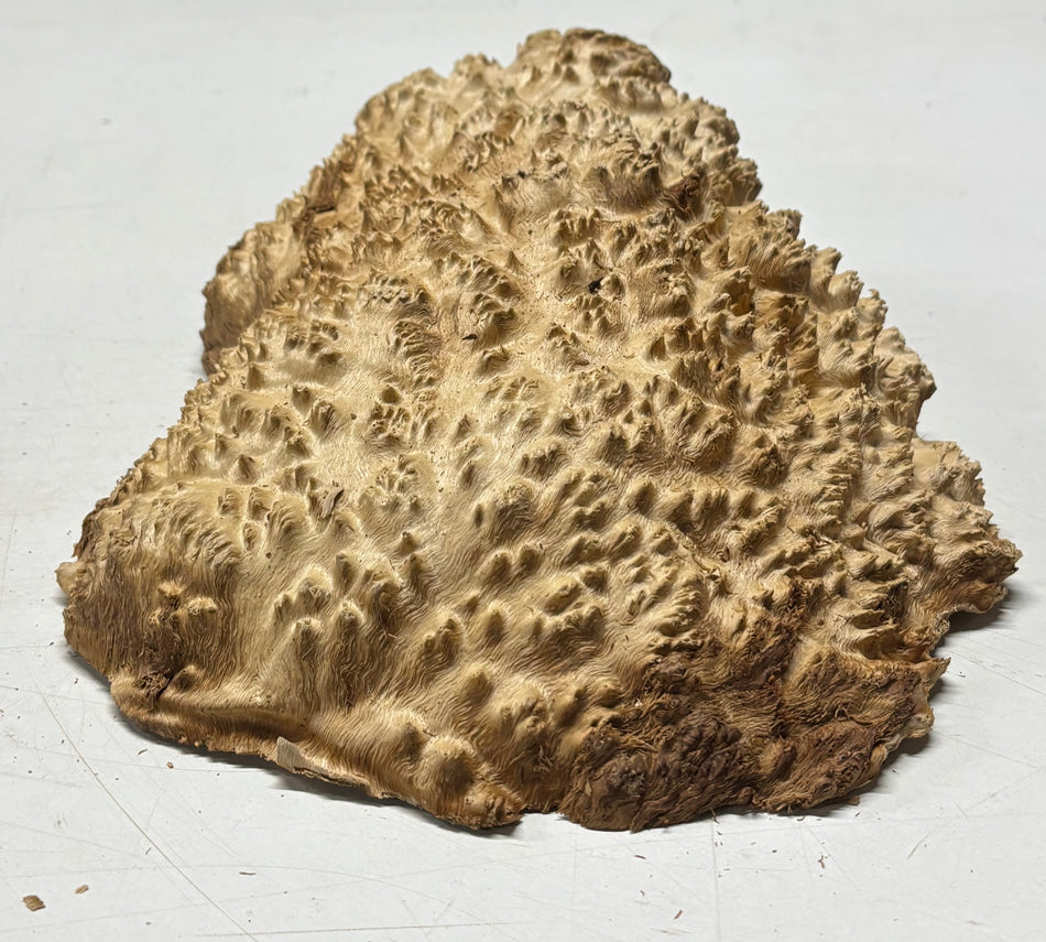 Brown Mallee Burl Blank 10" x 7" x 3" 4.4 Lbs #6311