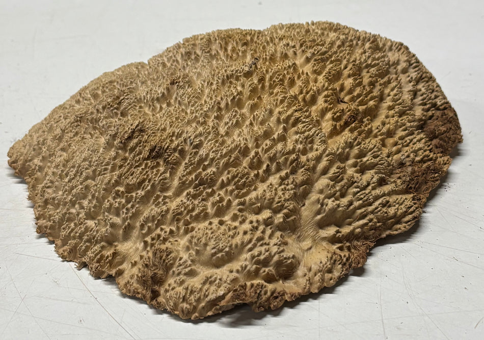 Brown Mallee Burl Blank 9" x 7" x 2" 2.9 Lbs #6312