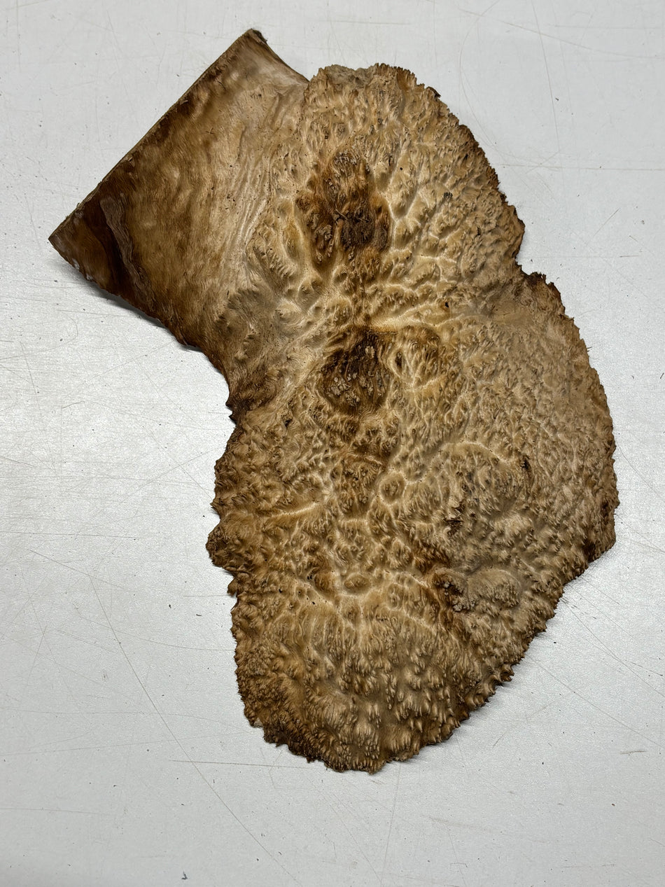 Brown Mallee Burl Blank 12" x 6" x 1.5" 3 Lbs #6313
