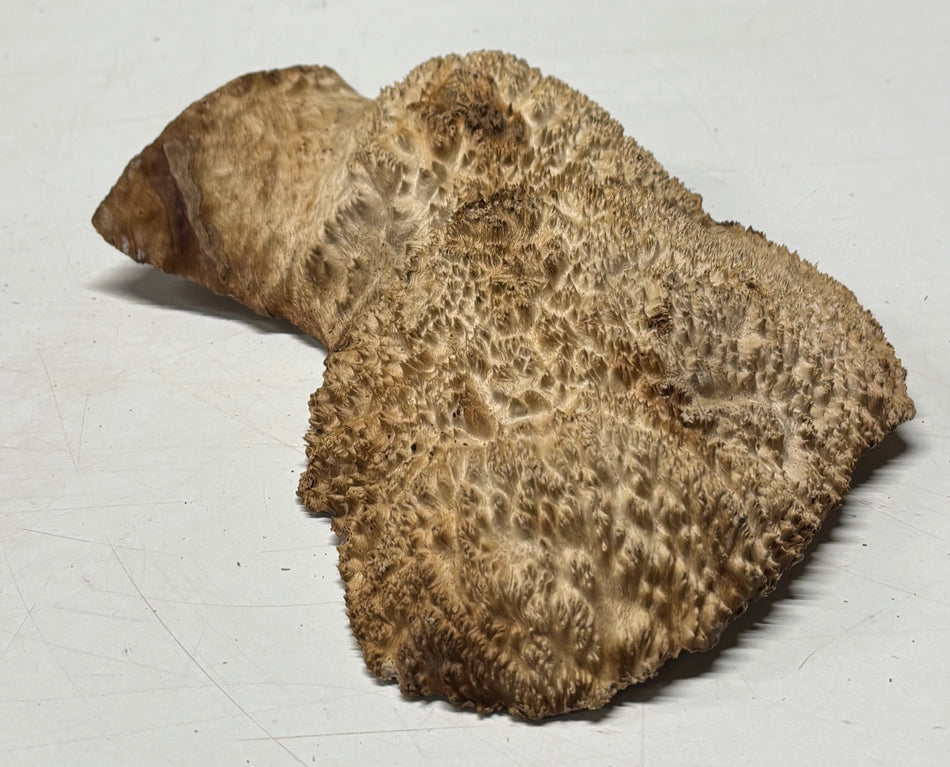 Brown Mallee Burl Blank 12" x 6" x 1.5" 3 Lbs #6313