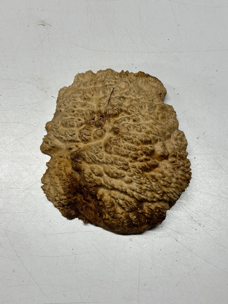Brown Mallee Burl Blank 7" x 5" x 2" 1.4 Lbs #6316