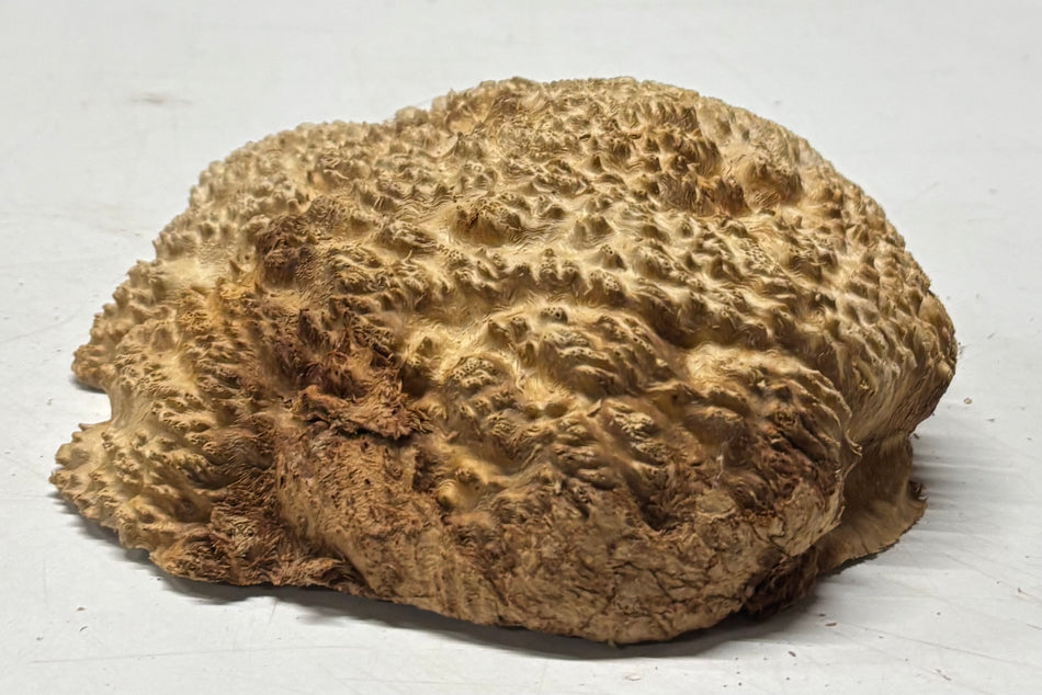 Brown Mallee Burl Blank 7" x 5" x 2" 1.4 Lbs #6316