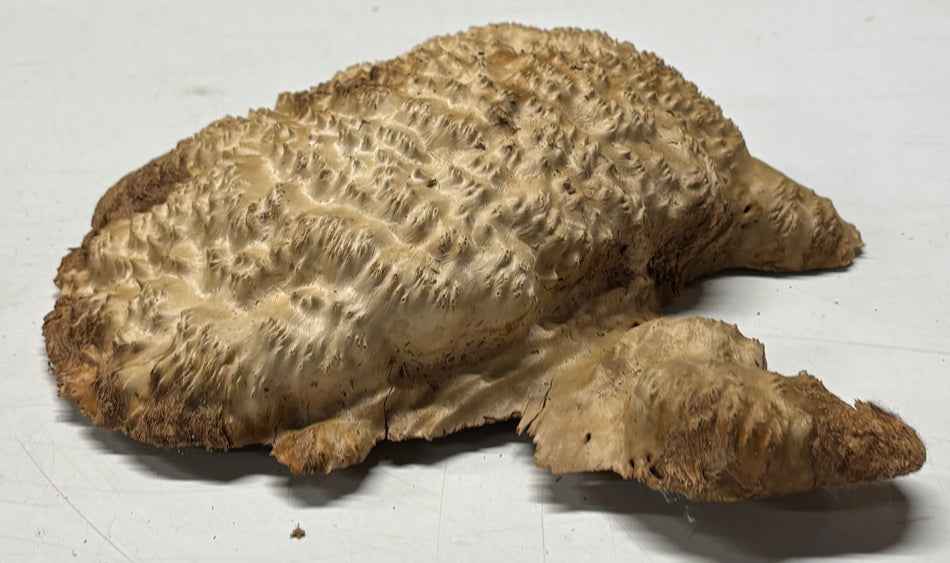 Brown Mallee Burl Blank 9" x 8" x 3" 3.2 Lbs #6317
