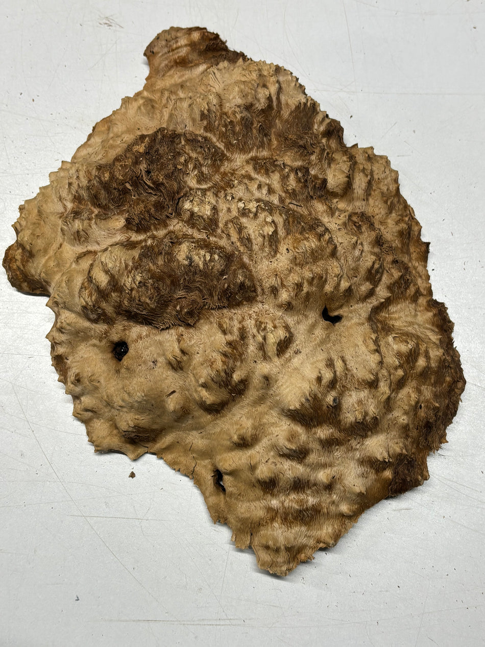 Brown Mallee Burl Blank 11" x 9" x 2.5" 4.1 Lbs #6319