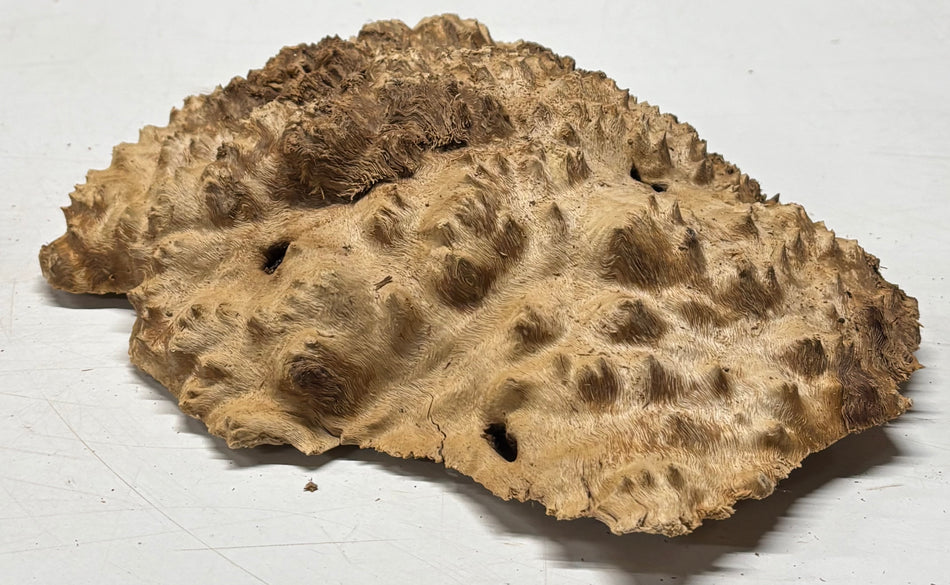 Brown Mallee Burl Blank 11" x 9" x 2.5" 4.1 Lbs #6319