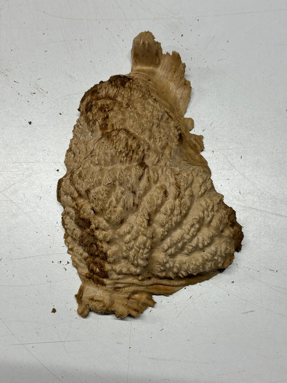 Brown Mallee Burl Blank 7" x 5" x 3" 1.4 Lbs #6320