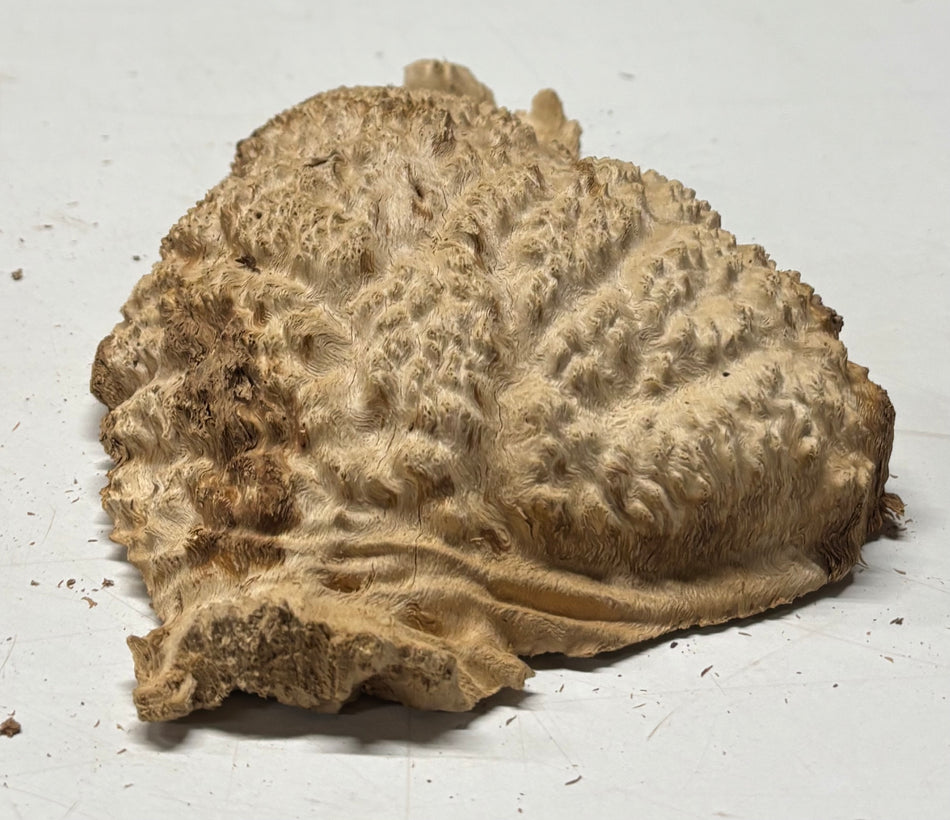 Brown Mallee Burl Blank 7" x 5" x 3" 1.4 Lbs #6320