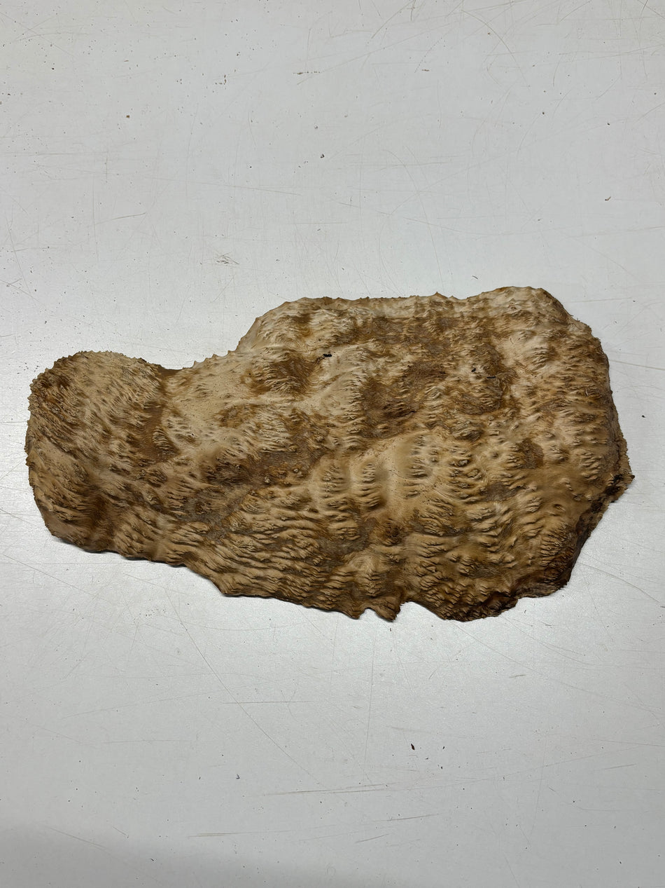 Brown Mallee Burl Blank 15" x 8.5" x 2" 4.2 Lbs #6321