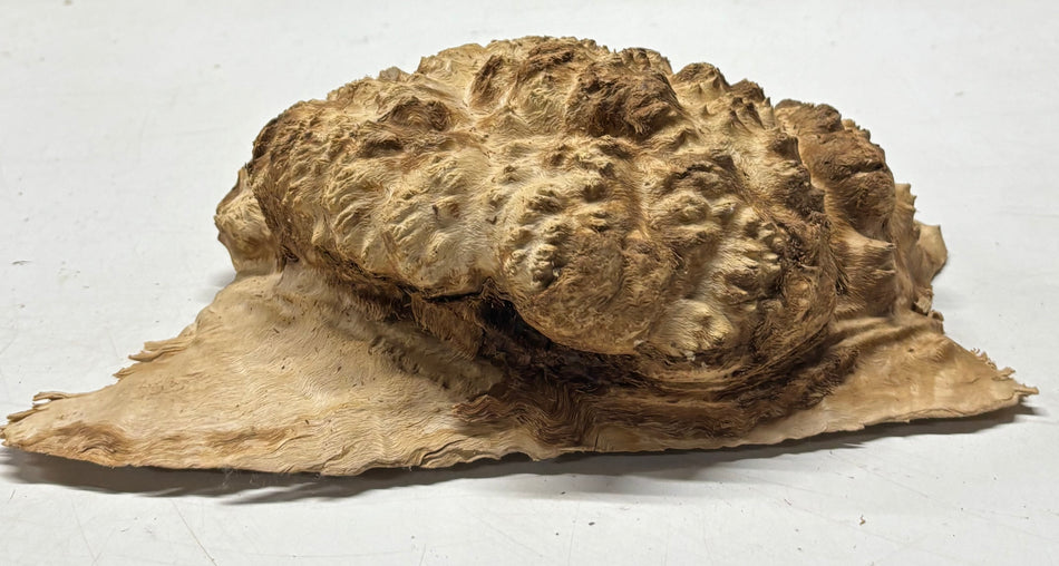 Brown Mallee Burl Blank 10" x 8" x 3" 5 Lbs #6323