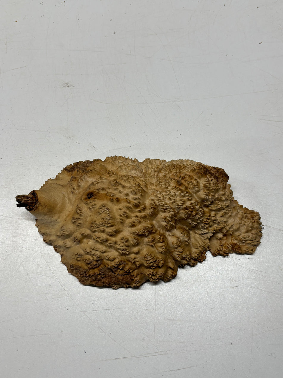 Brown Mallee Burl Blank 11" x 6" x 3" 2.8 Lbs #6324