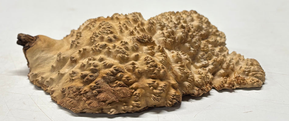 Brown Mallee Burl Blank 11" x 6" x 3" 2.8 Lbs #6324