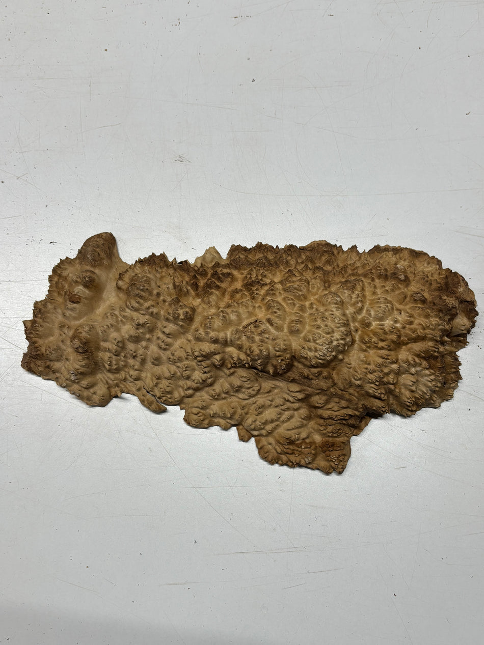 Brown Mallee Burl Blank 15" x 6" x 2" 3.4 Lbs #6325