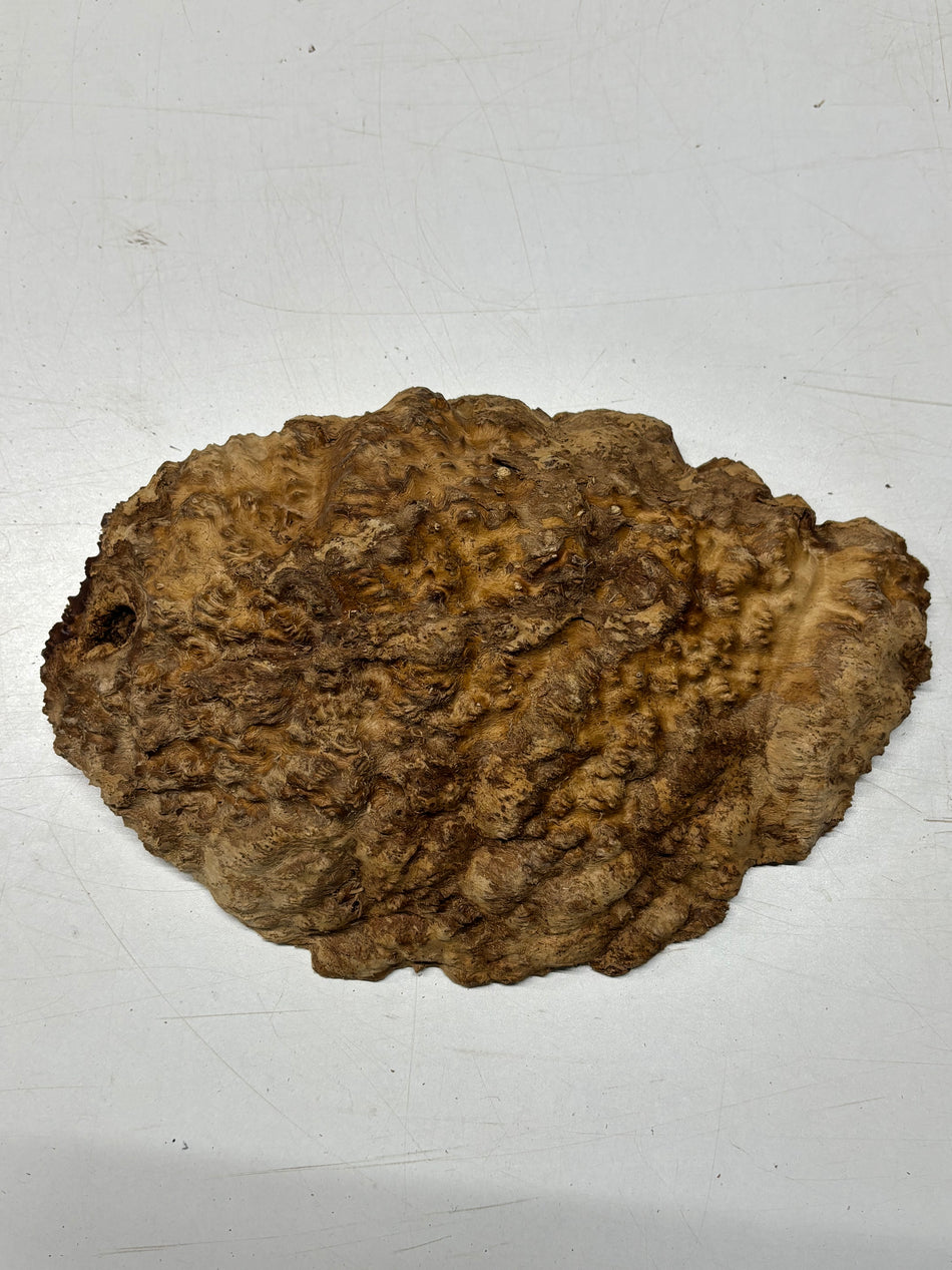 Brown Mallee Burl Blank 12" x 8" x 3" 5 Lbs #6326