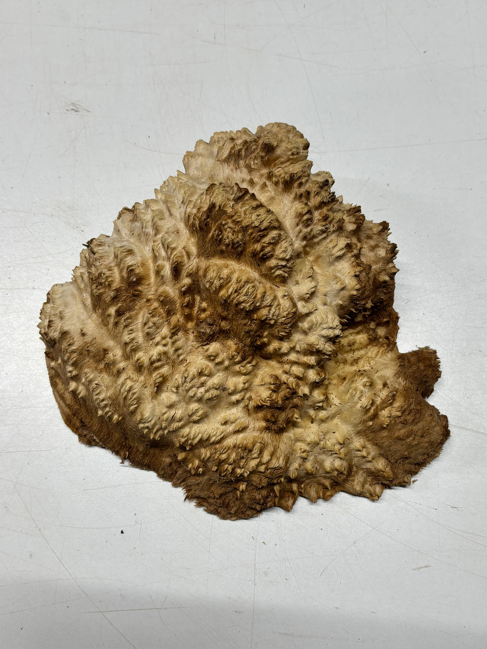 Brown Mallee Burl Blank 8" x 8" x 3" 3.5 Lbs #6327