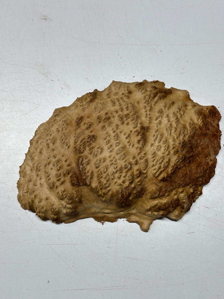 Brown Mallee Burl Blank 11" x 7" x 2" 2.2 Lbs #6329