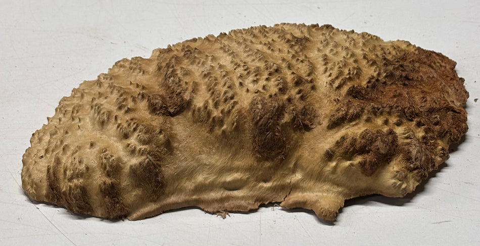 Brown Mallee Burl Blank 11" x 7" x 2" 2.2 Lbs #6329