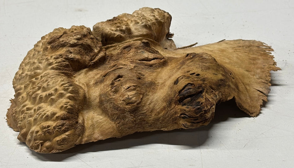 Brown Mallee Burl Blank 9" x 7" x 2" 2.1 Lbs #6330