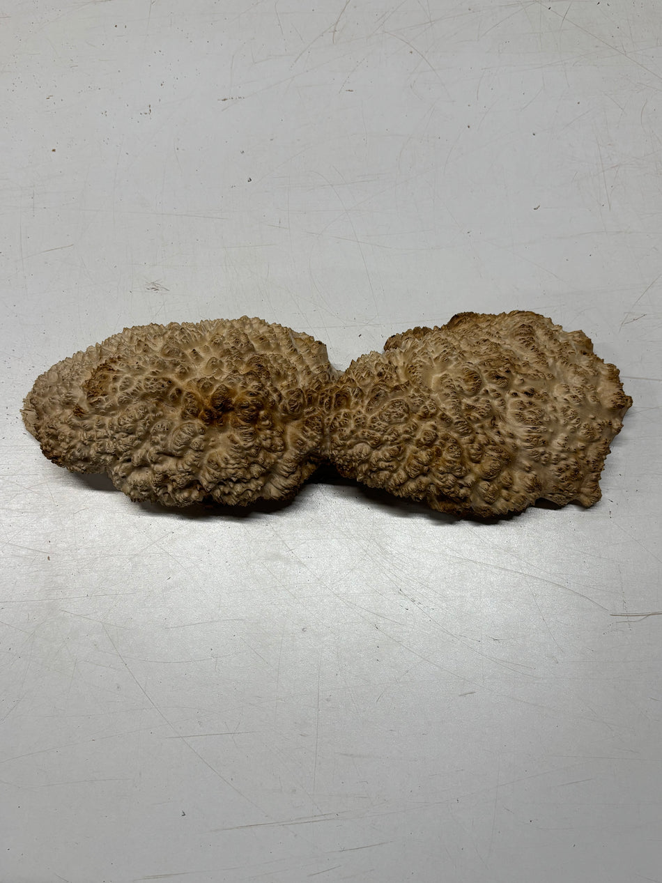 Brown Mallee Burl Blank 15" x 4.5" x 3" 4.5 Lbs #6331