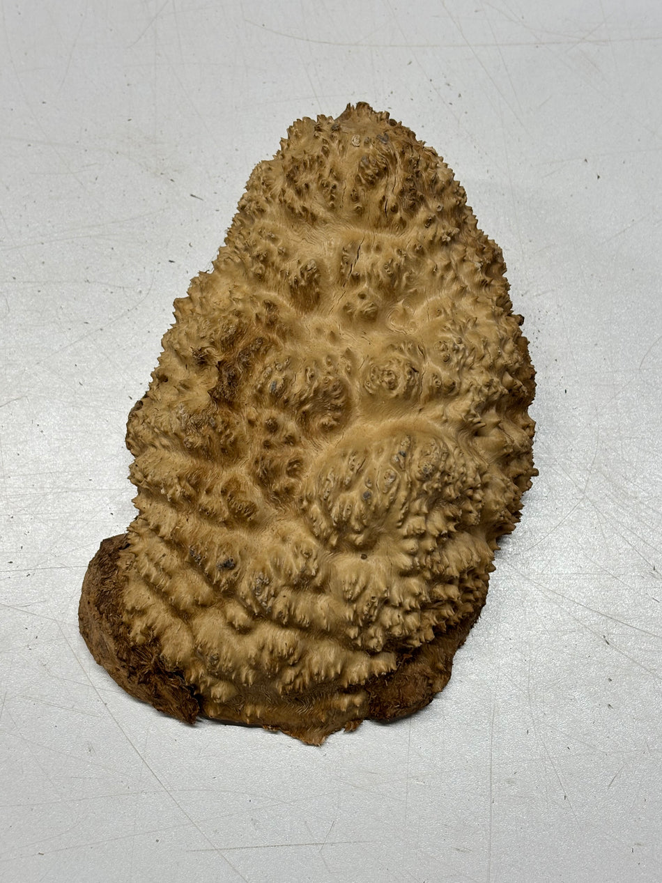 Brown Mallee Burl Blank 7.5" x 4.5" x 3" 1.9 Lbs #6332
