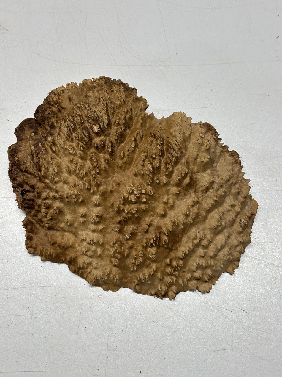 Brown Mallee Burl Blank 8" x 6" x 3" 2.1 Lbs #6333